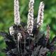 miniature Cimicifuga Hillside Black Beauty