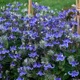 miniature Clematis Stand By Me 