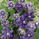 miniature Clematis Taiga 