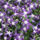 miniature Clematis Violet Stardust 