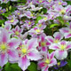 miniature Clematite Piilu