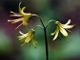 Photo miniature Clintonia