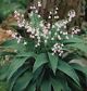 miniature Convallaria majalis rosea