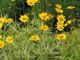 miniature Coreopsis Calypso