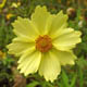 miniature Coreopsis Full Moon