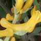 Photo miniature Corydalis aurea