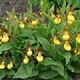 Photo miniature Cypripedium calceolus