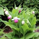 Photo miniature Cypripedium reginae