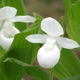 Photo miniature Cypripedium reginae alba