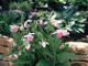 Photo miniature Cypripedium reginae