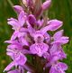 Photo miniature Dactylorhiza