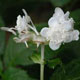 Photo miniature Deinanthe bifida