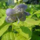 Photo miniature Deinanthe coerulea