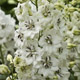 miniature Delphinium Black Eyed Angel