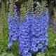 miniature Delphinium Blue Lace