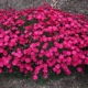 miniature Dianthus Paint the Town Red