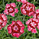 miniature Dianthus Fusion