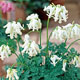 miniature Dicentra Ivory Hearts