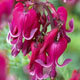 miniature Dicentra Red Fountain