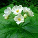 Photo miniature Diphylleia grayi