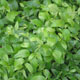 miniature Disporum Green Giant