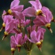 miniature Dodecatheon Aphrodite