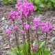 miniature Dodecatheon Jeffreyi