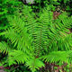 miniature Dryopteris crassirhizoma
