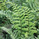 miniature Dryopteris Crispa Cristata