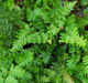 miniature Dryopteris dilatata Jimmy Dice