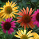 miniature Echinacea 