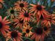miniature Echinacea Art s Pride