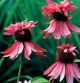 miniature Echinacea DoubleDecker