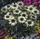 miniature Echinacea Jade