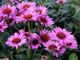miniature Echinacea Rubin Glow