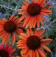 miniature Echinacea Sundown