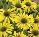 miniature Echinacea Sunrise