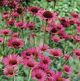 miniature Echinacea Vintage Wine