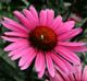 miniature Echinacea Fatal Attraction