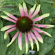 miniature Echinacea Green Envy