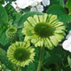 miniature Echinacea Green Jewel