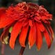 miniature Echinacea Hot Papaya