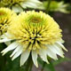 miniature Echinacea Meringue