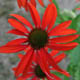miniature Echinacea Tomato Soup