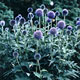 miniature Echinops Veitch's Blue