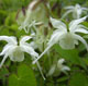 miniature  Epimedium Creeping Yellow 