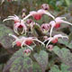 miniature Epimedium Pink Champagne