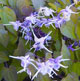 miniature Epimedium Purple Pixie