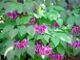miniature Epimedium Rose Queen