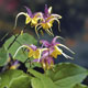 miniature  Epimedium grandiflorum Fire Dragon 